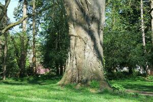 mooi visie van bomen en takken Bij lokaal openbaar park van luton stad- van Engeland foto