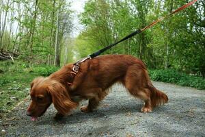 schattig hond Bij bedford stad park van Engeland foto