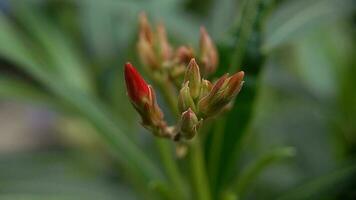 oleander of Japans bloemen voordat bloeiend foto