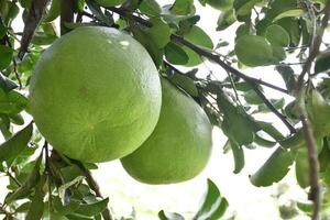 pomelo is een meerjarig fruit dat heeft een ronde vorm dat is over de grootte van een hoofd. het heeft een zoet en verzuren smaak. foto