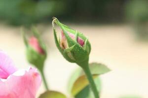 roze en rood roos bloem. foto