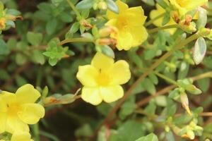 portulaca oleracea gemeenschappelijk postelein, ook bekend net zo verdolaga, rood wortel, of purperen is een jaar- sappig in de familie portulacaceae. foto