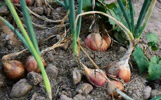 groeit sjalotten in de achtertuin door gebruik makend van compost, biologisch meststoffen en mest. foto