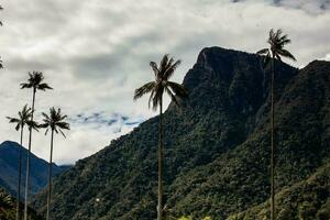 visie van de mooi wolk Woud en de quindio was- palmen Bij de kokos vallei gelegen in salento in de quindio regio in Colombia. foto