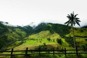 visie van de mooi wolk Woud en de quindio was- palmen Bij de kokos vallei gelegen in salento in de quindio regio in Colombia. foto