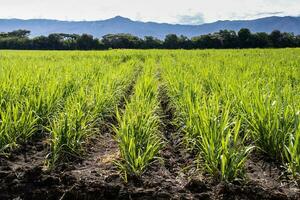 suiker riet veld- en de majestueus bergen Bij de valle del cauca regio in Colombia foto