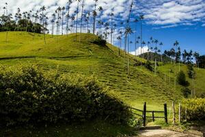 Colombiaanse nationaal boom de quindio was- palm Bij de kokos vallei gelegen in salento in de quindio regio foto