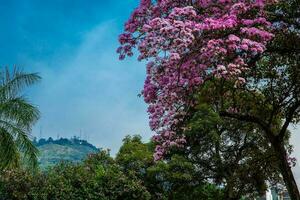 een mooi bloeiend guayacan en de iconisch heuvel van de drie kruisen, twee symbolen van de cali stad in Colombia foto