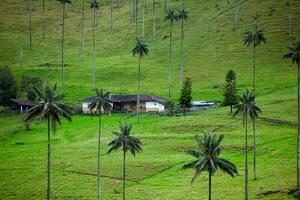 quindio was- palmen Bij de kokos vallei gelegen in salento in de quindio regio in Colombia. foto