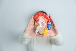 vrouw Holding menselijk hersenen model. wereld hersenen tumor dag, hersenen hartinfarct, Dementie, alzheimer, Parkinson en wereld mentaal Gezondheid concept foto