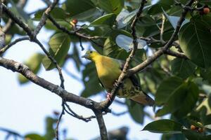 wigstaart groen duif of treron sphenurus gezien in rongtong in west Bengalen foto