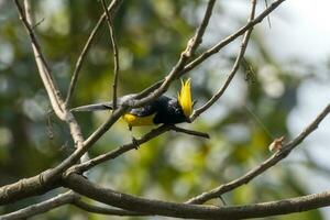 sultan tit of melanochloor sultanië opgemerkt in rongtong in west Bengalen, Indië foto