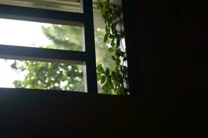ficus pumila of sluipen fig klampt zich vast naar ramen foto