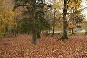 herfst landschap park Woud gedaald bladeren hoog bomen vers lucht foto