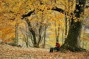vrouw in de buurt een boom in de Woud in herfst gedaald bladeren landschap model- trui foto