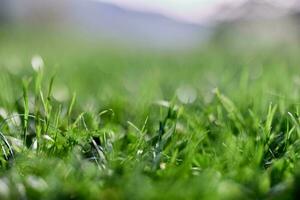groen gras in lente, detailopname foto