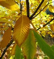 herfstbladeren van kastanjeboom aesculus hippocastanum foto