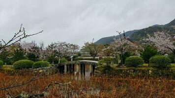 de staat van een van de Japans tuinen in arashiyama in laat de lente. sommige kers bloesem bloemen zijn nog steeds in bloeien foto