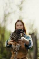 een gelukkig jong vrouw glimlacht net zo ze looks in de camera en houdt een jong kip dat legt eieren voor haar boerderij in de zonlicht. de concept van zorgzaam en gezond gevogelte foto