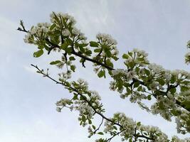 appel bloesem. voorjaar bloemen van een appel boom. bloemen achtergrond foto