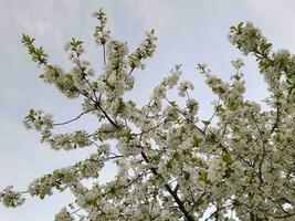 kers bloeit. voorjaar kers bloeit. bloemen achtergrond foto