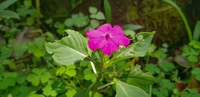 bezig Lizzie impatiens walleriana ook bekend net zo balsem, sultana of impatiens in Azië foto