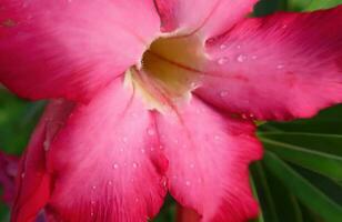 mooi dichtbij omhoog van roze bloem roze allamanda of allamanda blanchetii een gelijkstroom, of apocynaceae of kembang gescheiden foto