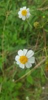 mooi madeliefje bloemen met groen gebladerte of bellis perennis ik, of compositae bloeiend in de park gedurende zonlicht van zomer dag foto