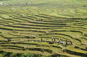 reizigers wandelen aan de overkant groen rijst- velden Aan bergen in noordelijk Vietnam foto