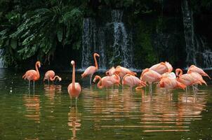 roze lang poten flamingo vogelstand in een vijver foto