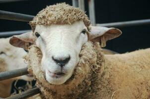nieuwsgierig gezicht van jong schapen foto