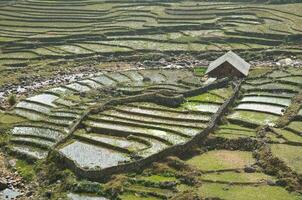 rijst- landbouw met boer cabine Aan Vietnam berg foto