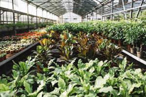 potplanten groeien broeikasgassen. mooi fotoconcept van hoge kwaliteit en resolutie foto
