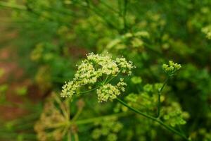 bloeiend wit wilde bloemen veld- ochtend- dauw Aan vallei berg in Thailand foto