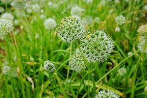 bloeiend wit wilde bloemen veld- ochtend- dauw Aan vallei berg in Thailand foto