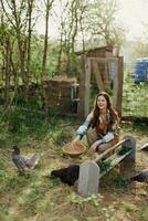 een vrouw werken Aan een boerderij en feeds haar kippen gezond voedsel, zetten jong, biologisch gras in hun voeders naar voeden hen foto