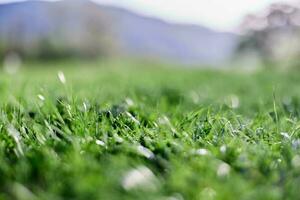 bladeren van groen jong gras Aan de achtergrond van de alpine bergen, een voorjaar landschap detailopname foto