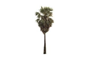 palmboom geïsoleerd op een witte achtergrond foto
