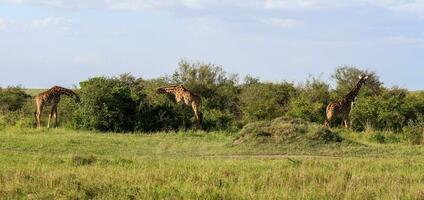 mooi giraffe in de wild natuur van Afrika. foto