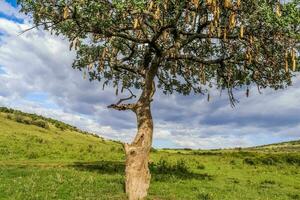 een mooi worst boom kigelia africana in de savanne van Kenia in Afrika. foto