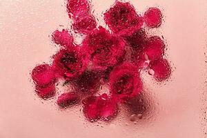 bloemen onder glas met water druppels. rood rozen Aan roze achtergrond en blobs patroon foto