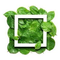 wit kader Aan groen blad in regendruppels. duurzame vlak leggen, plastic vrij concept foto