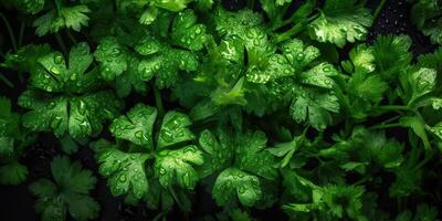 ai gegenereerd. ai generatief. groen eco biologisch Gezondheid koriander salade kruiden. decoratie Gezondheid levensstijl uitstraling. grafisch kunst foto