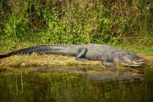 gelukkig alligator Aan land- foto