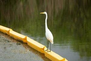 zilverreiger staand Aan olie barrière foto