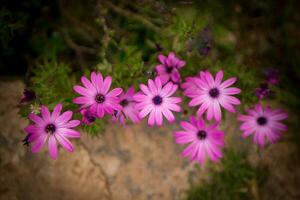 roze Peruaanse bloemen foto