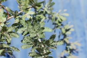 groene bladeren met blauwe achtergrond foto