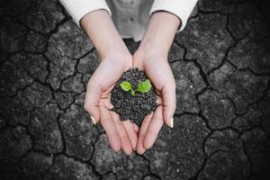 hand met groeiende boom foto