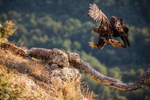 steenarend aquila chrysaetos foto