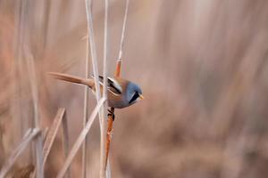 bebaarde reedling panurus biarmicus foto